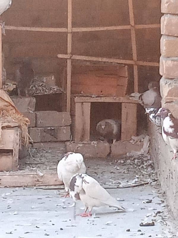 pigeon for sale in peshawar 7