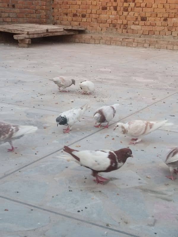 pigeon for sale in peshawar 9