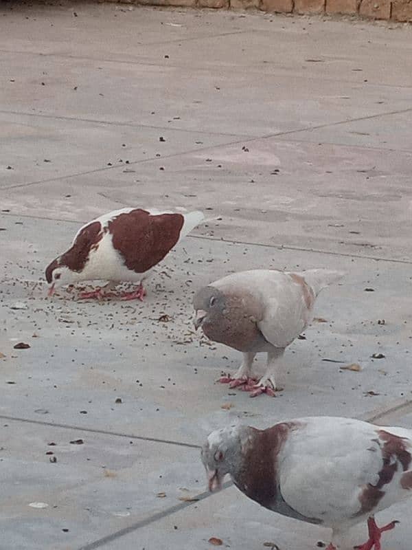 pigeon for sale in peshawar 10