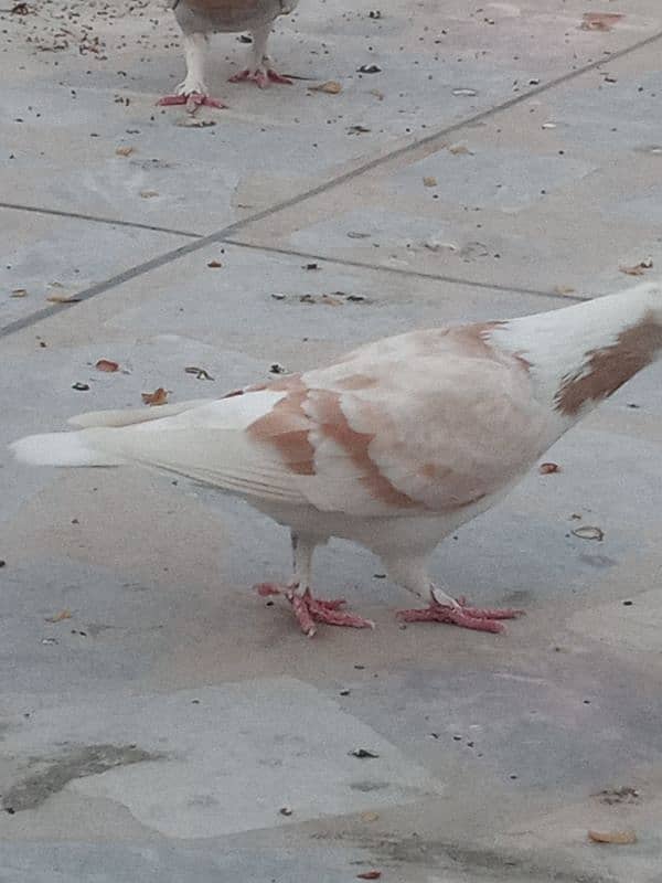 pigeon for sale in peshawar 11