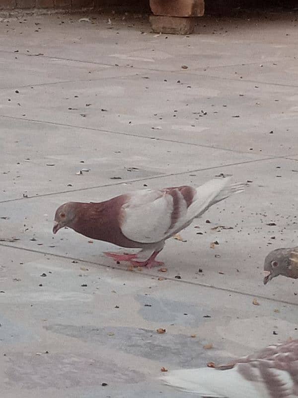 pigeon for sale in peshawar 14