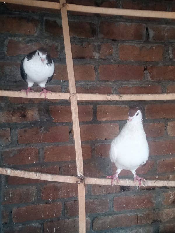 pigeon for sale in peshawar 15