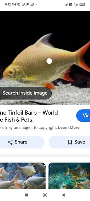 mascara barb and albino tinfoil barb 2