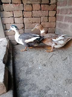 beautiful ducks pair healthy and active