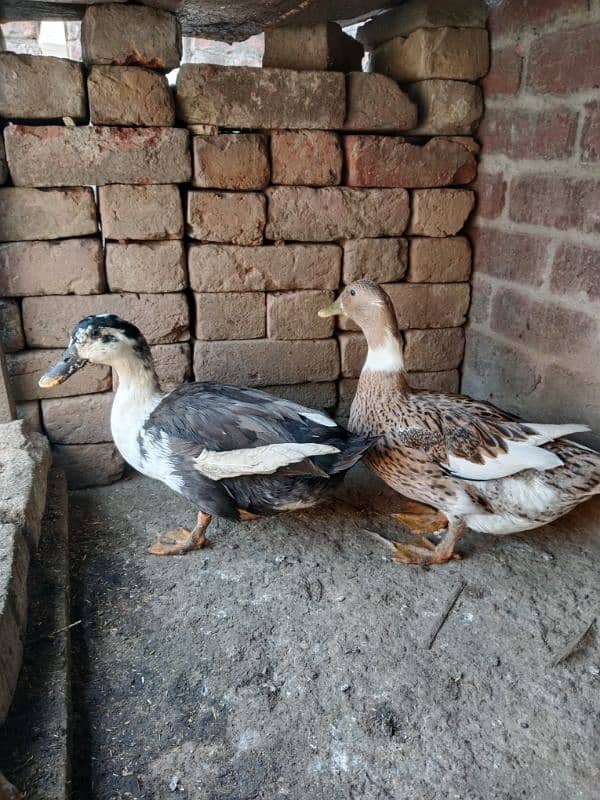 beautiful ducks pair healthy and active 1