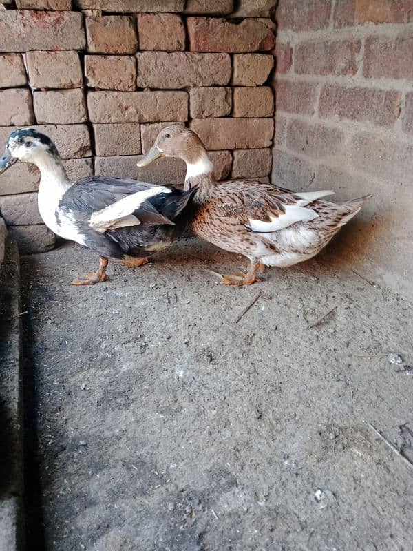 beautiful ducks pair healthy and active 2