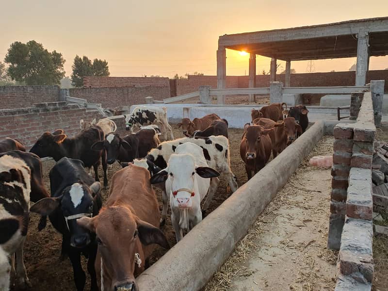 Sahiwal | Freesien | Choltistani | Fateh jangi cross | BULLS | Wacha 4