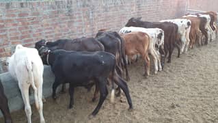 Sahiwal | Freesien | Choltistani | Fateh jangi cross | BULLS | Wacha