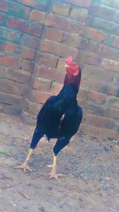 pure aseel sindhi cock red