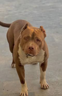 pitbull Breeder Male available for stud service