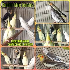 Cockatiel adult Male females