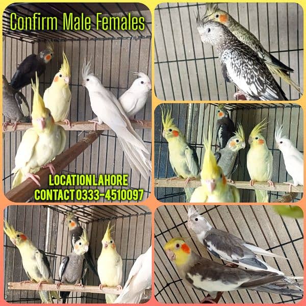 Cockatiel adult Male females 0