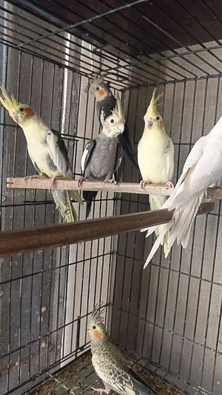 Cockatiel adult Male females 1