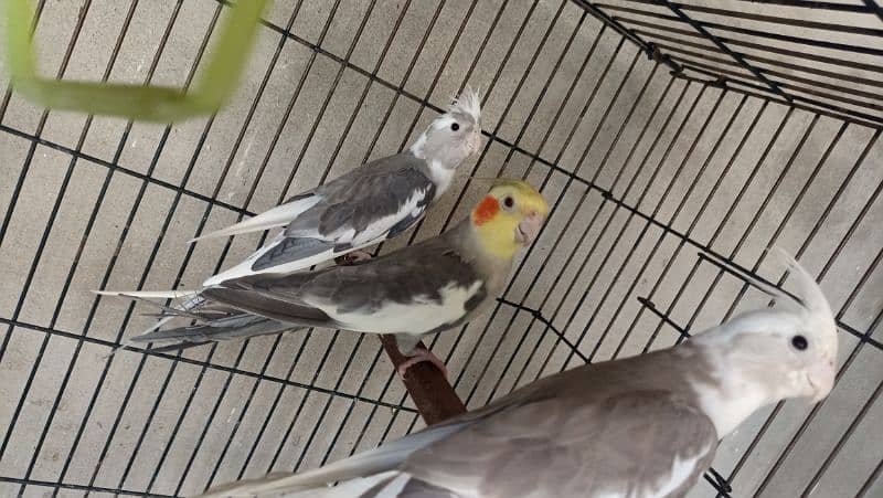 Cockatiel adult Male females 2