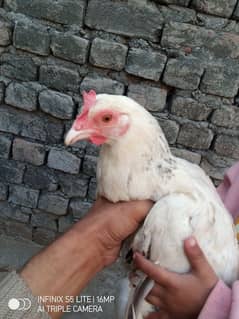 Egg wali murgi for sale