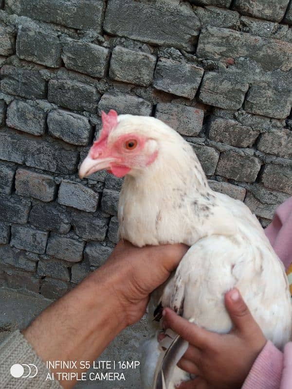 Egg wali murgi for sale 0