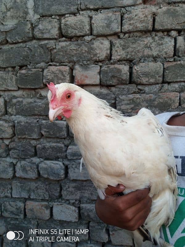 Egg wali murgi for sale 3