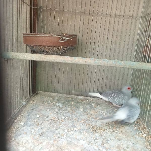 Dove Breeder pair for sale 0