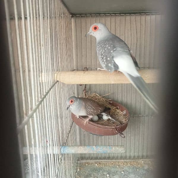 Dove Breeder pair for sale 1