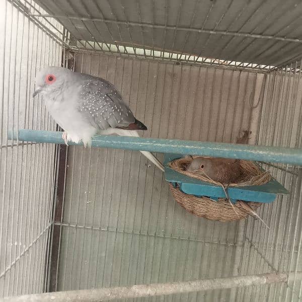 Dove Breeder pair for sale 2