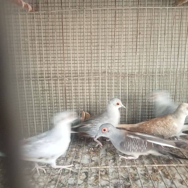 Dove Breeder pair for sale 3