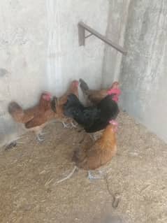 golden misri desi murgi hens ando wali austorlop male