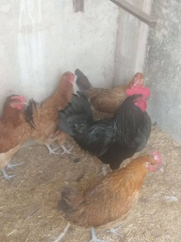 golden misri desi murgi hens ando wali austorlop male 1