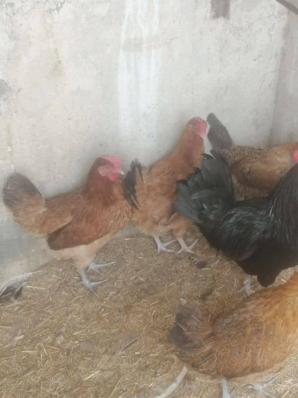 golden misri desi murgi hens ando wali austorlop male 2