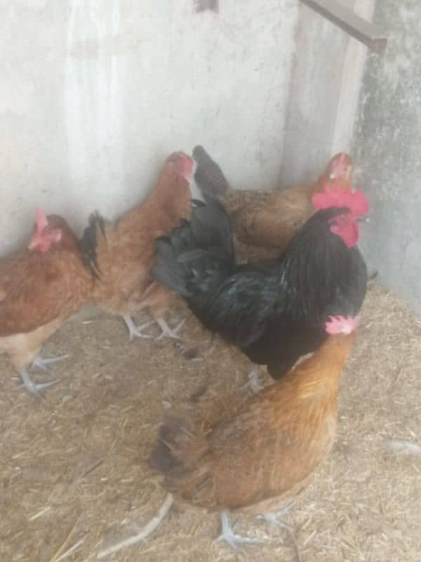 golden misri desi murgi hens ando wali austorlop male 3