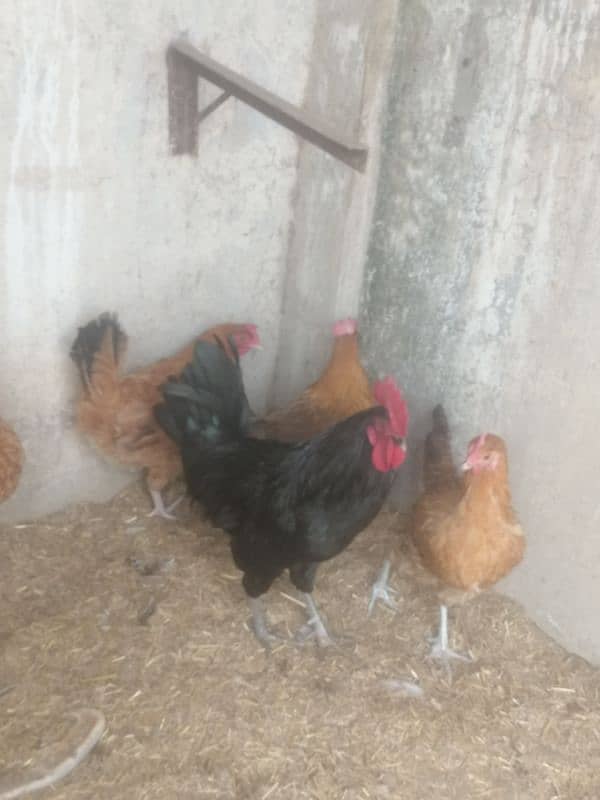 golden misri desi murgi hens ando wali austorlop male 4