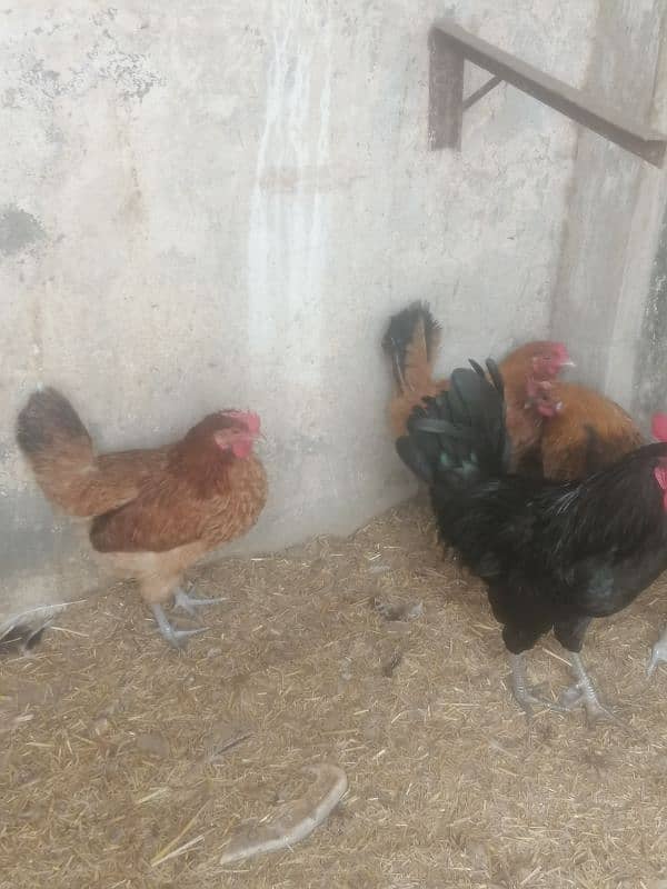 golden misri desi murgi hens ando wali austorlop male 5