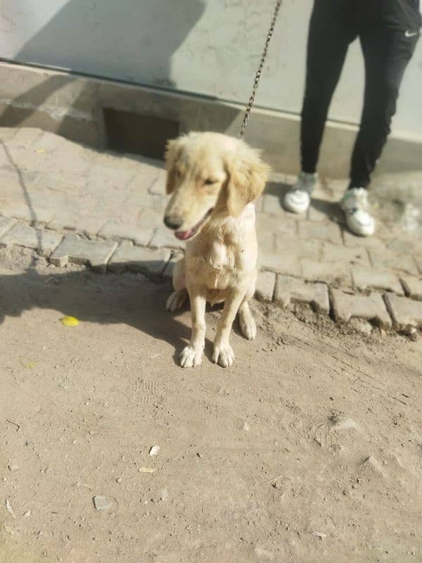 Golden Retriever Dog For Sale 2