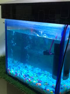 fish aquarium