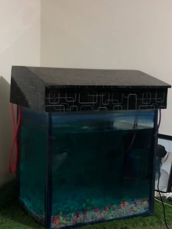 fish aquarium 1