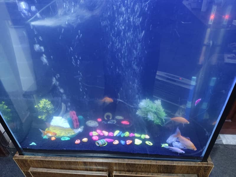 6 feet tall aquarium available in lahore. 12