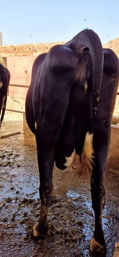 Pure Jersey Cow for Sale - جرسی نسل کی پیور گائے