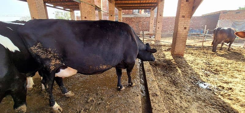 Pure Jersey Cow for Sale - جرسی نسل کی پیور گائے 1