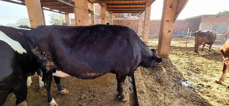 Pure Jersey Cow for Sale - جرسی نسل کی پیور گائے 2