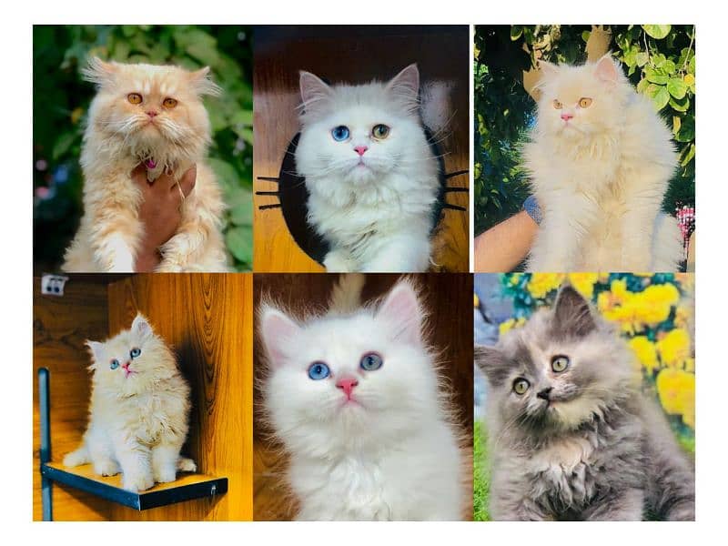 Persian hamalian british punch face piki face cat's and kitten's 0