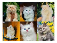 Persian hamalian british punch face piki face cat's and kitten's