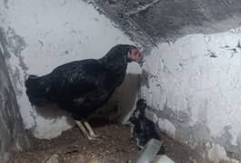 Pure Aseel with 6 chicks age 1 week