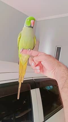 hand tame male