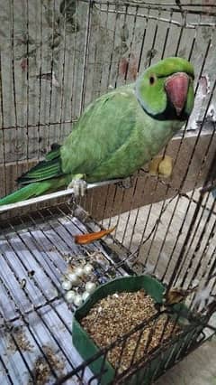 Green Ring Neck Parrot