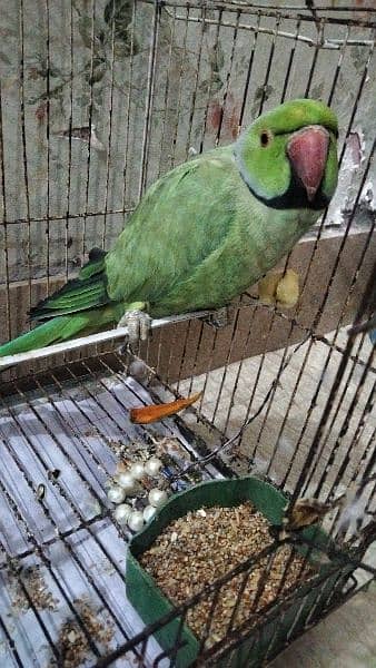 Green Ring Neck Parrot 0