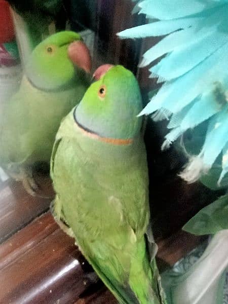 Green Ring Neck Parrot 2