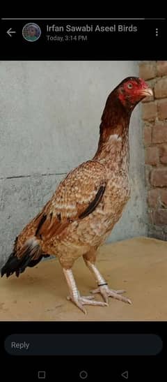 age 16 month  sath me 6 chiks b hen urgent for sale