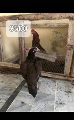 Aseel mianwali breed female for sale