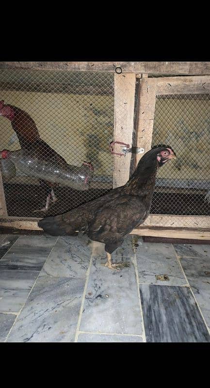 Aseel mianwali breed female for sale 1