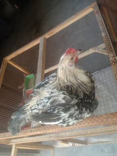 Golden Misri male & female  (ghr k pale aor aandey dete hn)