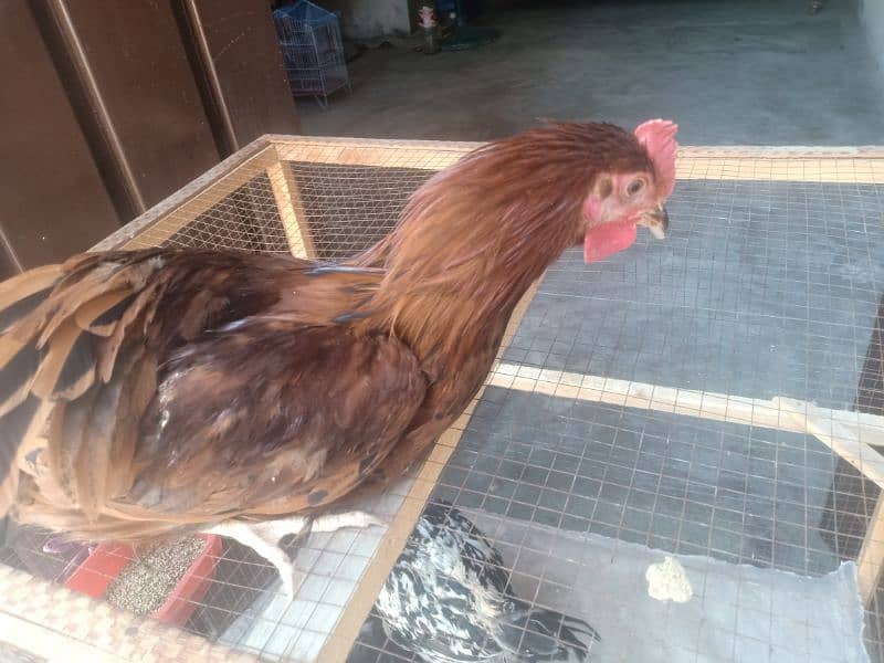 Golden Misri male & female  (ghr k pale aor aandey dete hn) 5